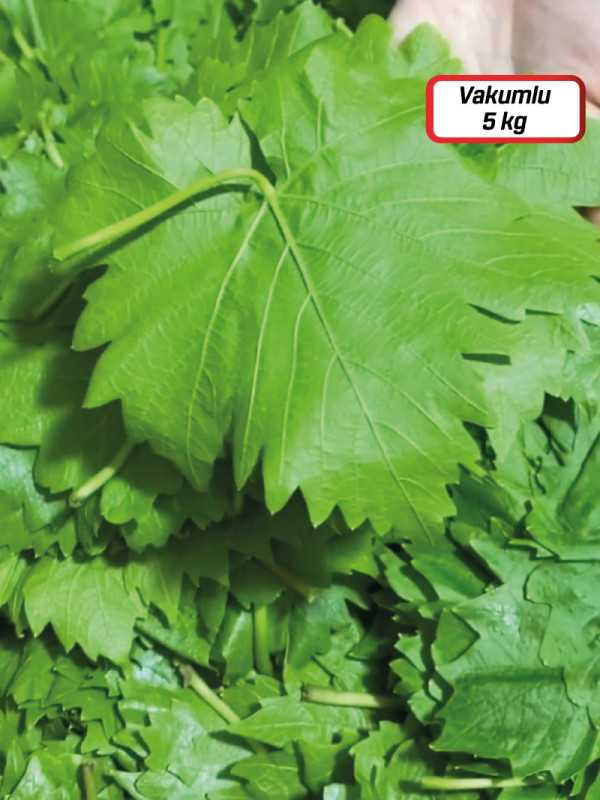 Vakumlu Kuru Basım Yaprak 5 kg.